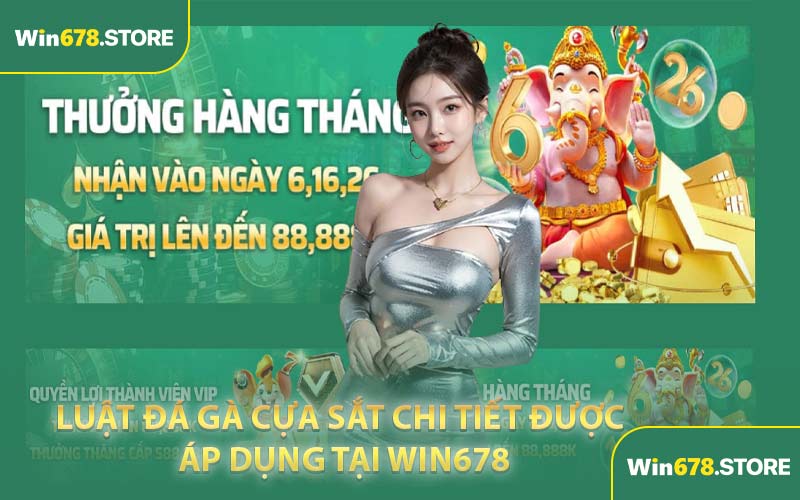 Luật đá gà cựa sắt chi tiết được áp dụng tại WIN678